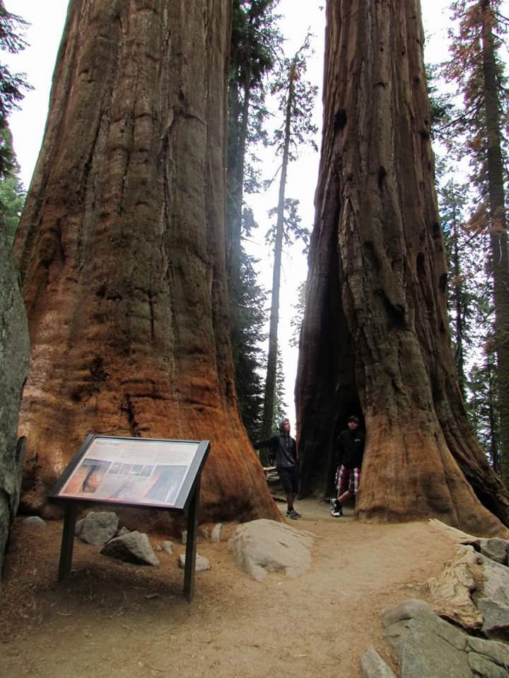 Technologie forestière en Californie 2016 2